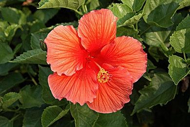 意大利查获大批中国产山寨复古游戏机：价值超3.7亿元